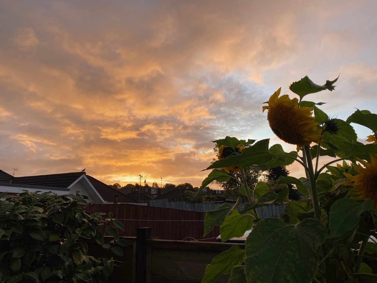 Sunflowers in early autumn sunrise with pink sky