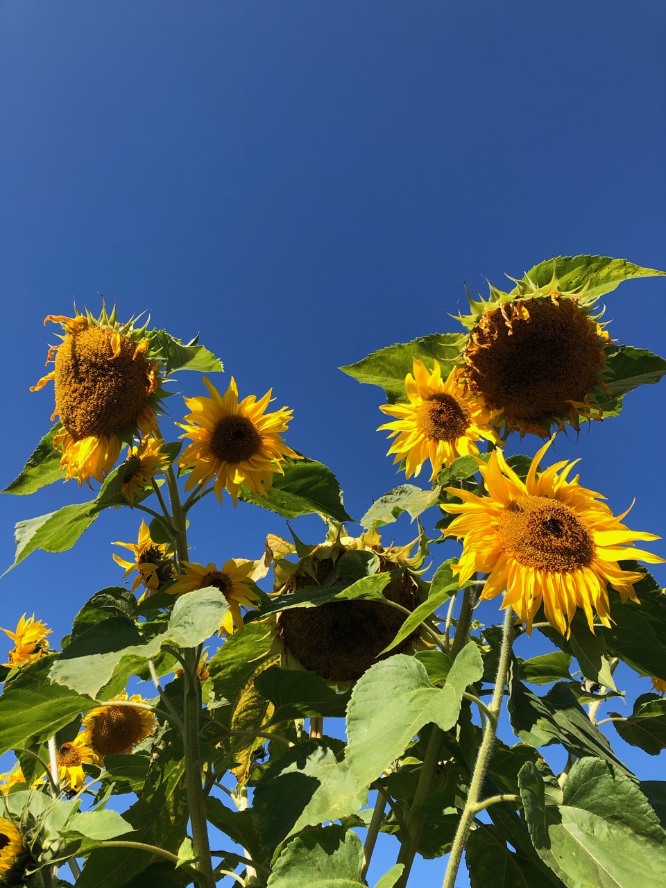 Sunflowers with blue sky in the background